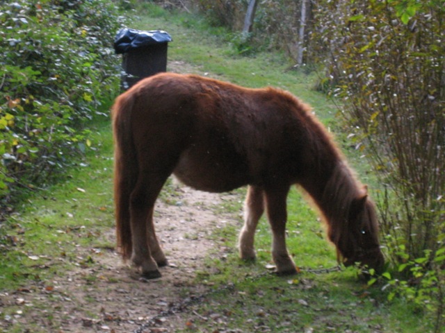 Saint-Michel - Borzée 2007